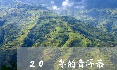 20 年的普洱茶/2023041221695